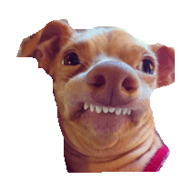 Cute Dog Sticker - Cute Dog - Discover & Share GIFs