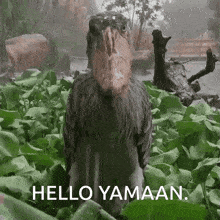 Hello Yamaan Shoebill GIF - Hello Yamaan Yamaan Shoebill GIFs