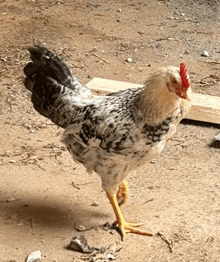 Chicken Bawk GIF - Chicken Bawk GIFs