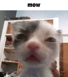 Mow Cat GIF - Mow Cat Kitten GIFs