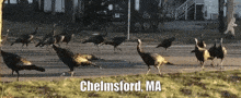 a bunch of turkeys are walking across a road in chelmsford ma