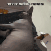 a picture of a cat with a caption in russian that says просто