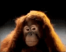 Orangutan Monkey GIF - Orangutan Monkey Smh GIFs