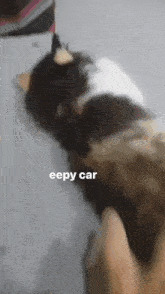 Eepy Cat Eepy Car GIF - Eepy Cat Eepy Car Sleepy Cat GIFs