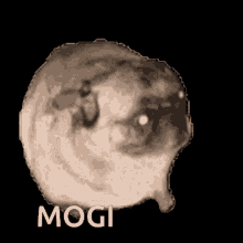 Mogia GIF - Mogia GIFs