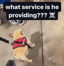 a dog wearing a red service dog harness is laying down on the ground