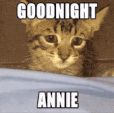 Annie Cat GIF - Annie Cat Engineer GIFs