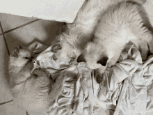 Yde Cat GIF - Yde Cat Magnus GIFs