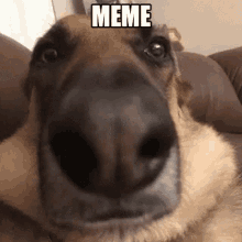 meme dog