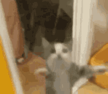 Cute Cat Cat GIF - Cute Cat Cat Pick Me GIFs