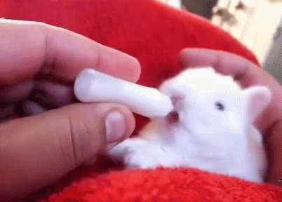 bunny-cute.gif