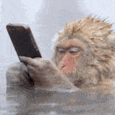 treyreloaded monkey texting bro what