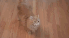 What? Oh! I'M Dead GIF - Play Dead Bang Kittycat GIFs