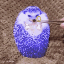 Shummer Hedgehog GIF