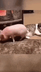 a pig and a cat are playing with each other on a rug .
