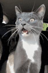 a gray and white cat with a surprised expression on its face