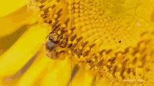 Bee Insect GIF - Bee Insect Collecting Nectar GIFs