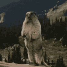 Screaming Squirrel GIF