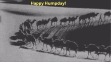 Happy Humpday The Weekend Is Up Ahead GIF - Happy Humpday The Weekend Is Up Ahead GIFs
