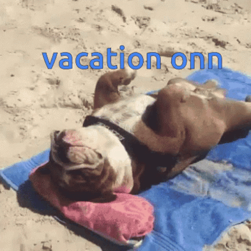 Vacation Onn Beach GIF - Vacation Onn Beach Dog GIFs