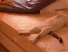 Funny Animals Party Pooper GIF - Funny Animals Party Pooper Passed Out GIFs