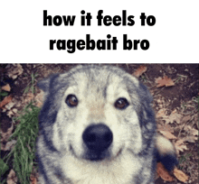 a picture of a dog with the words how it feels to ragebait bro