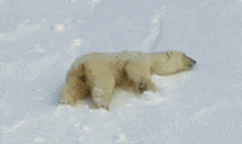 Bear Snow GIF - Bear Snow GIFs