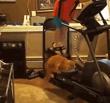 Cat Working Out GIF - Cat Working Out Elliptical GIFs