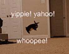a rabbit is jumping in the air with the words yippie yahoo whoopeel written on the bottom