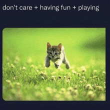 Silly Cat Dont Care Having Fun Playing GIF - Silly Cat Silly Dont Care Having Fun Playing GIFs