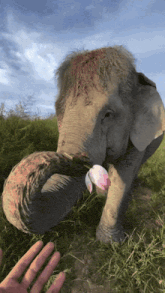 an elephant with a flower in its mouth is being touched by a person