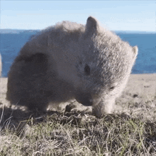 Wombat Scratching Butt GIF - Wombat Scratching Butt GIFs