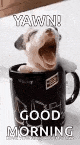 Puppy Cup GIF
