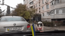 Scaredy Cat GIF - Cat Surprised Windshield Wipers GIFs