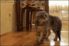 Cat Running Away GIF