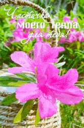 a pink flower in a wicker basket with a greeting in a foreign language