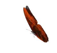 a red butterfly with black wings is flying in the air