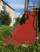 a dog is jumping down a red slide in a playground