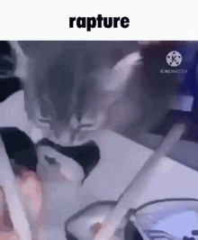 Cat Rapture GIF - Cat Rapture Sushi GIFs