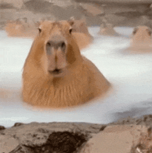 a group of capybaras are taking a bath in a hot spring .