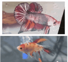 Youtubefish Bettafish GIF - Youtubefish Bettafish GIFs