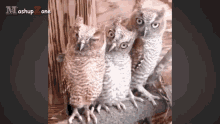 Owl Gif GIF - Owl Gif Dumb GIFs