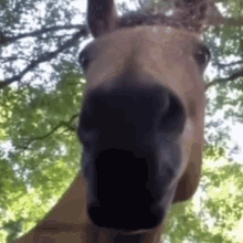 Treyreloaded Horse GIF - Treyreloaded Horse Staring GIFs