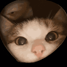 Cat Sniff GIF - Cat Sniff Png GIFs