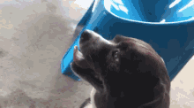 Tuntun Dog GIF - Tuntun Dog Lick GIFs