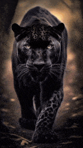 a black panther is walking in the dark with a blurred background