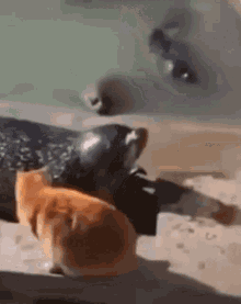 Cat Seal Seel GIF