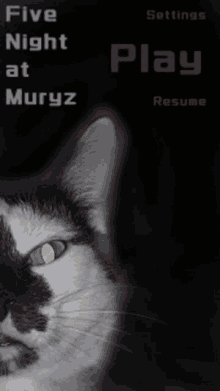 Murzikcat2022 GIF - Murzikcat2022 GIFs