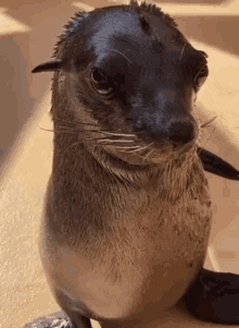 Seal Goofy Jiminjimin GIF - Seal Goofy Jiminjimin Bts Reaction GIFs