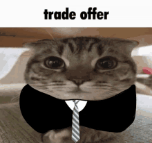 Trade Offer Cat GIF - Trade Offer Cat GIFs